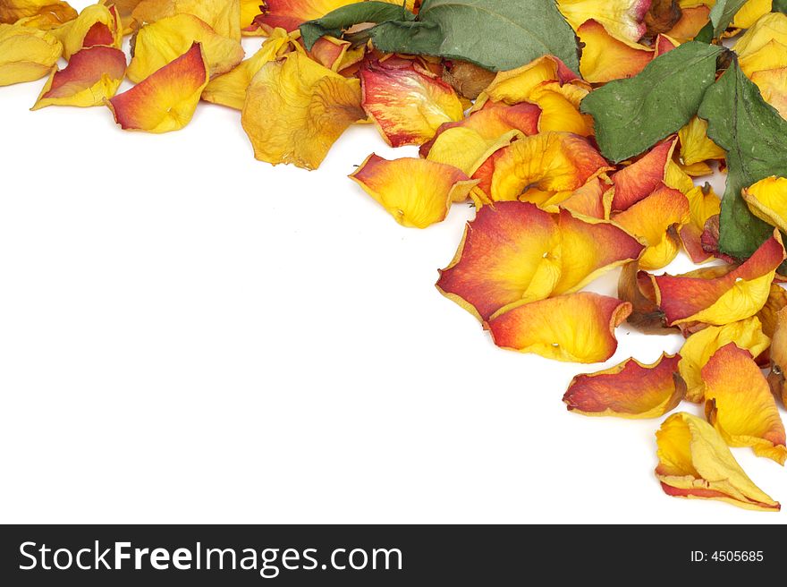 Background with colorful wilted rose petals. Background with colorful wilted rose petals