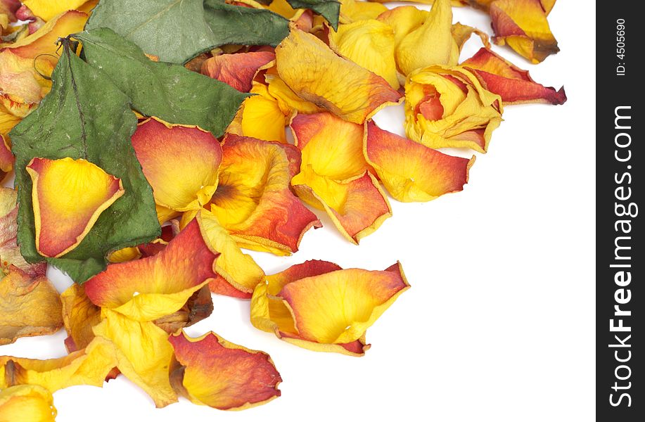 Background with colorful wilted rose petals. Background with colorful wilted rose petals