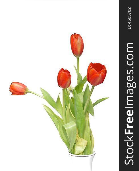 Red Tulips Isolated