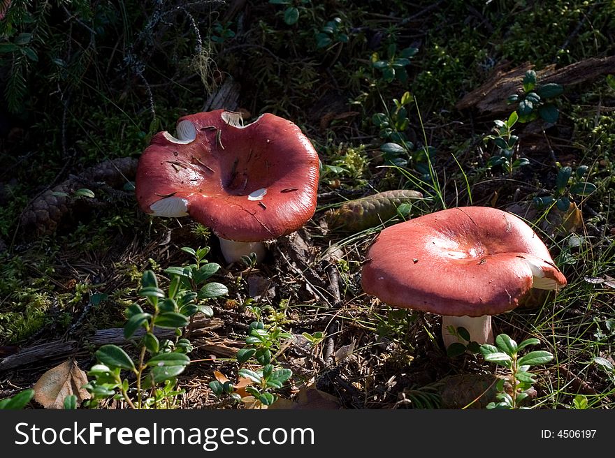 Red russules in the forest