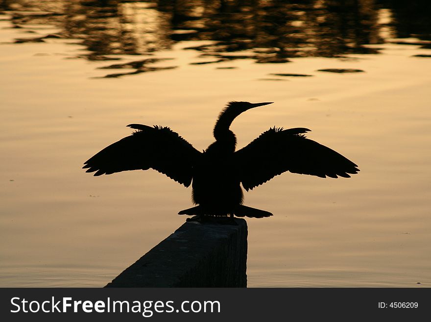 An anhinga bird spreading its wings at sunset. An anhinga bird spreading its wings at sunset