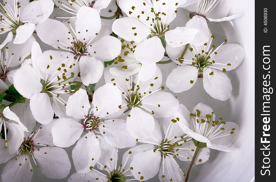 Background whit white spring small apple flower. Background whit white spring small apple flower