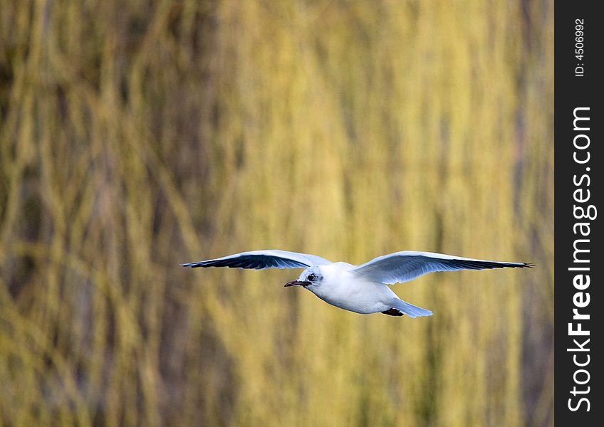 Photograph of a flying seagull