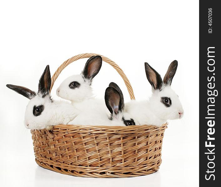 Four cute bunnies in a basket isolated on white