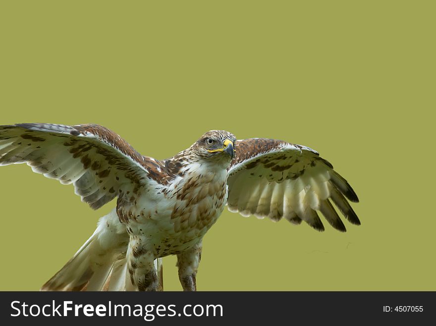 A hawk landing on a prey item. A hawk landing on a prey item