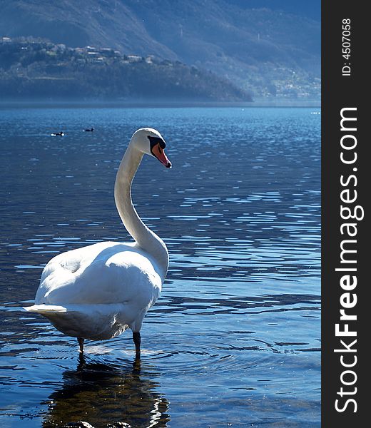 Portrait of a swan lake como - italy. Portrait of a swan lake como - italy