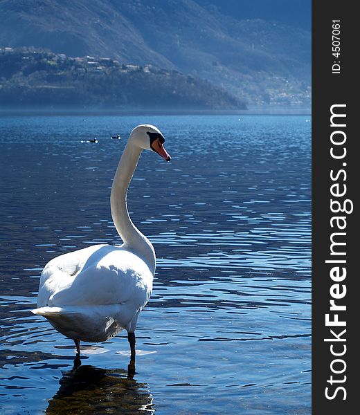 Swan swimming in the lake Como - italy