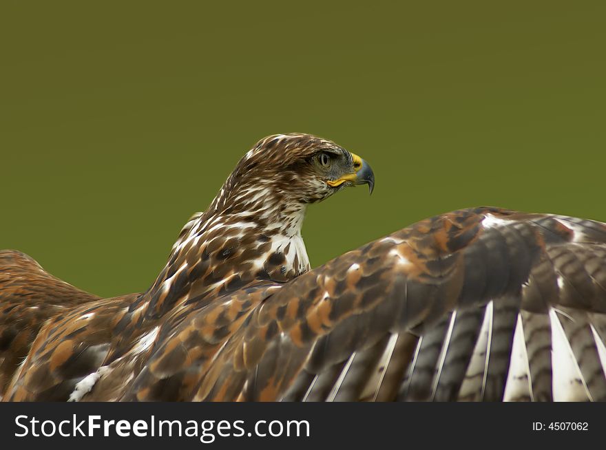 Close up of Bird of Prey. Close up of Bird of Prey