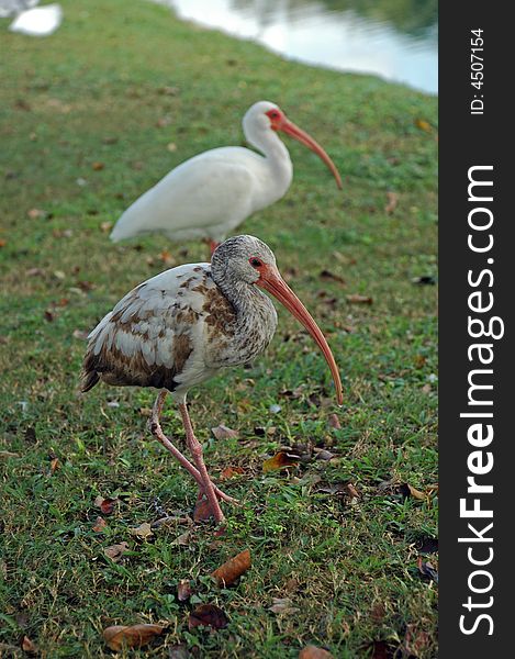 Closeup of Juvenile American White Ibis with Adult in Background