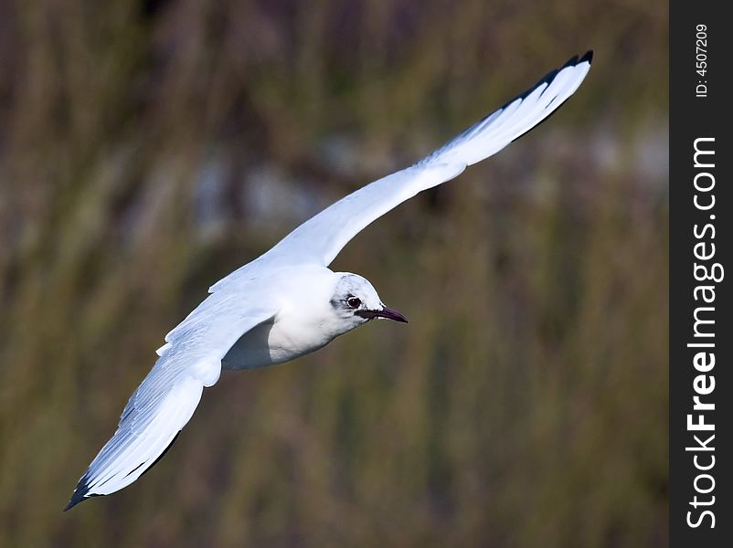 Photograph of a flying seagull