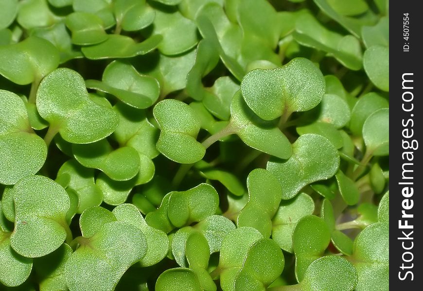 A close up of water cress