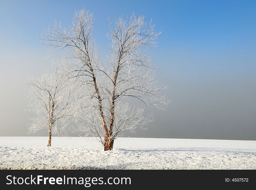 Winter landscape with bare trees and fog. Winter landscape with bare trees and fog