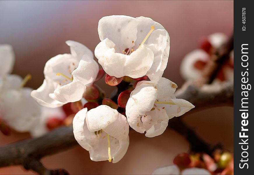 The beautiful inflorescence apricot tree. The beautiful inflorescence apricot tree