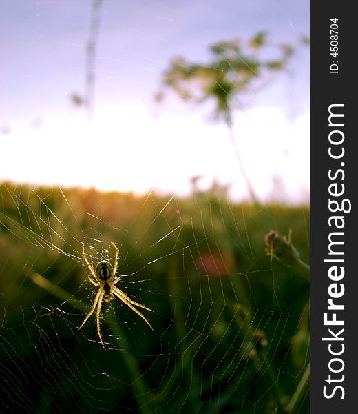 Spider web in sunflower field. Spider web in sunflower field