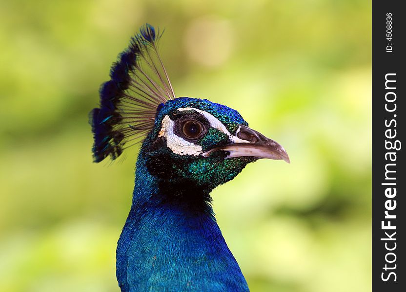 Nice peacock porpait on gren background