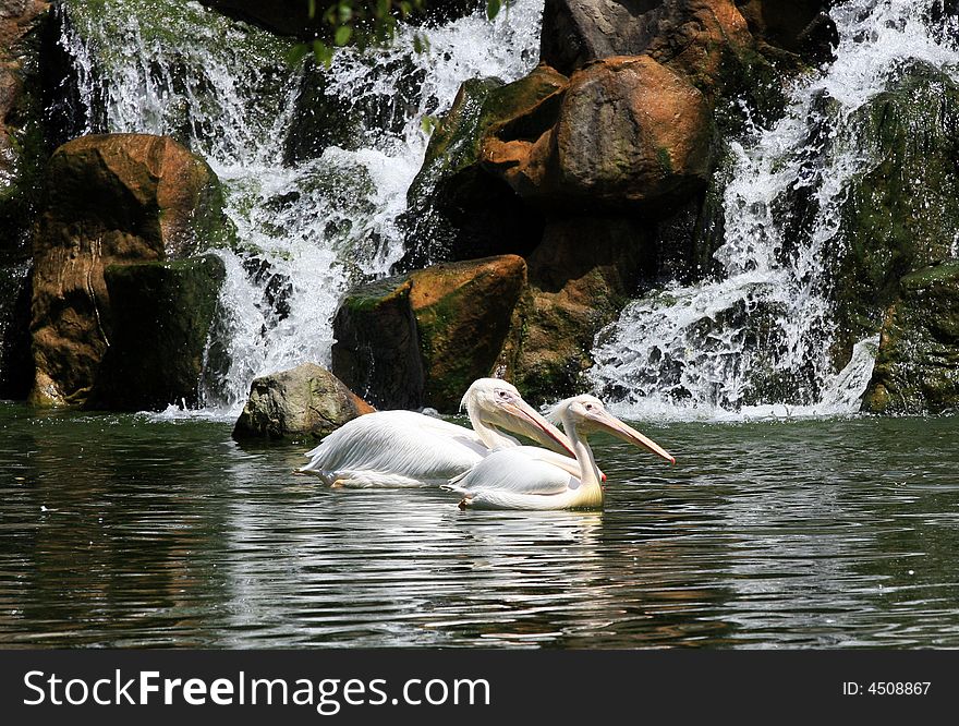 Pelican couple on the water against waterfall