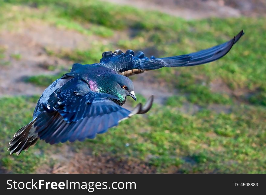 LPhotograph of a anding pigeon. LPhotograph of a anding pigeon