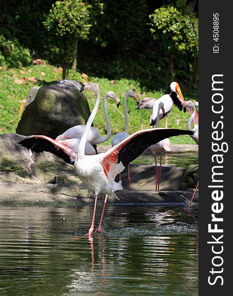 Flamingo portrait on the water