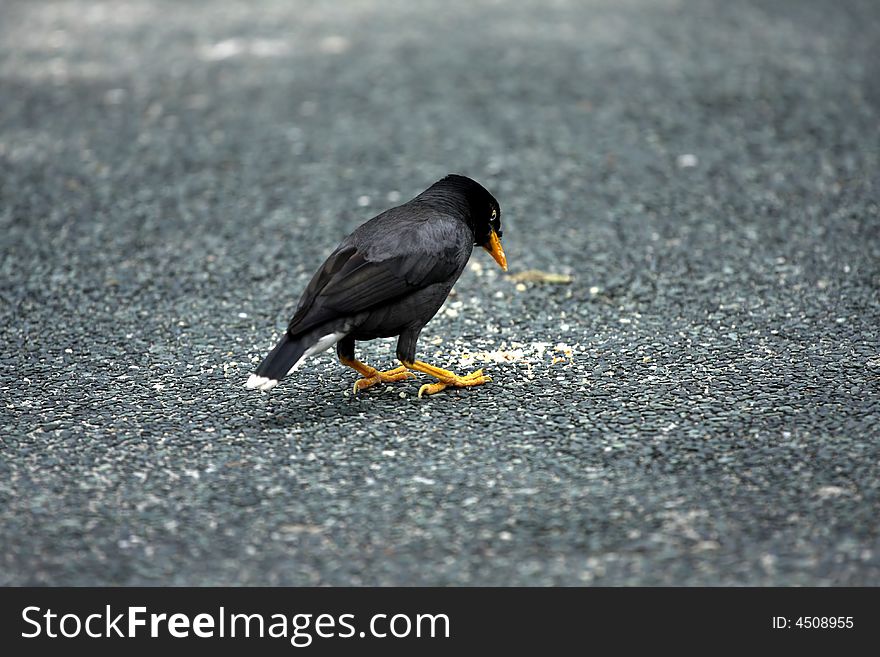 Hungry bird with bread on the ground