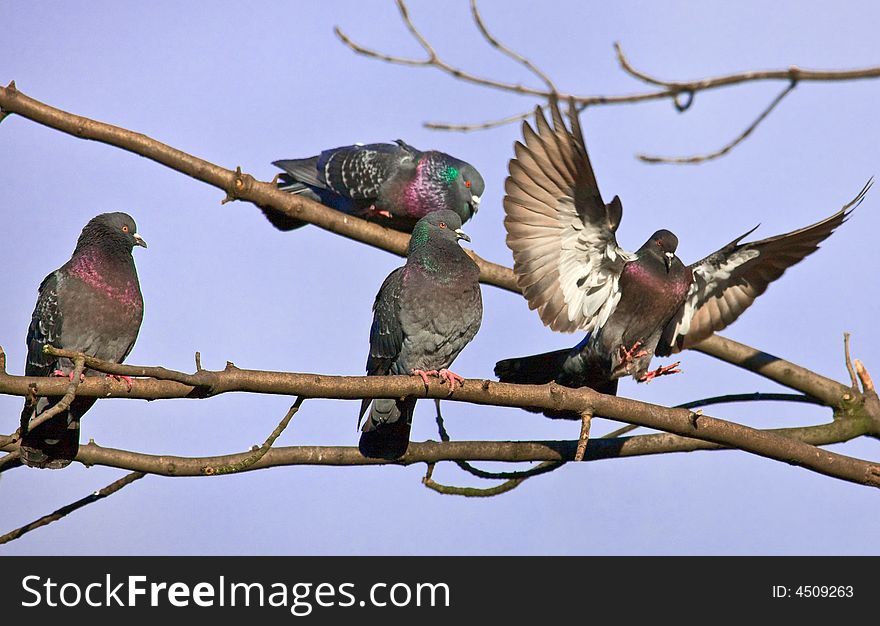 Photograph of Pigeons on the branch