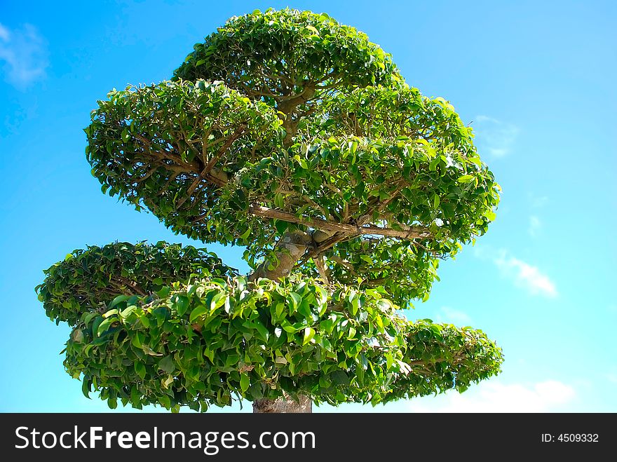 Tree in garden - the view from below. Tree in garden - the view from below