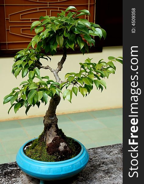 Bonsai tree in the garden. Bonsai tree in the garden