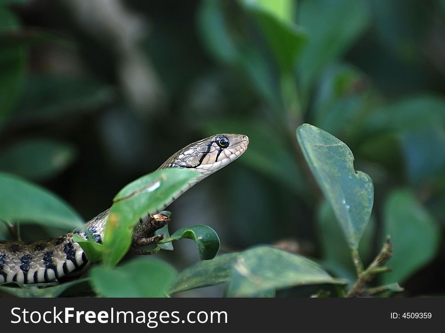 Small snake in the garden