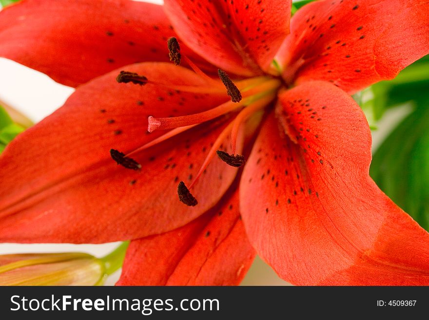 Red lily macro, focus on stamen.