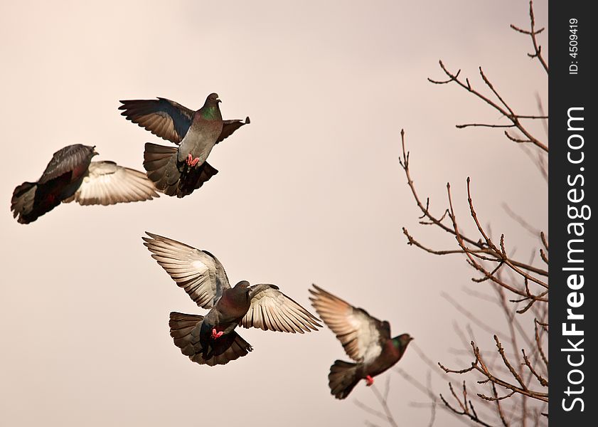 Photograph of a landing pigeons