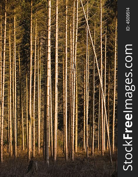 Abstract image of a pine forest in winter