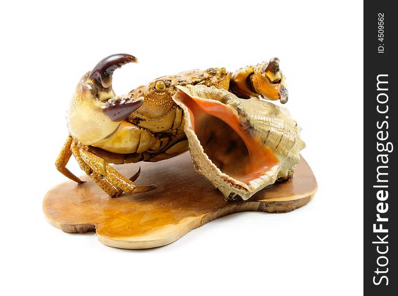 Sea crab hidden behind the cockleshell isolated over white background