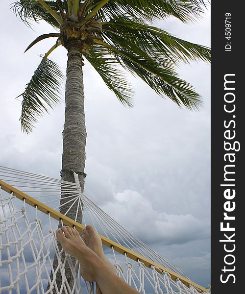 Relaxing in the hammock hanging from a palm tree. Relaxing in the hammock hanging from a palm tree