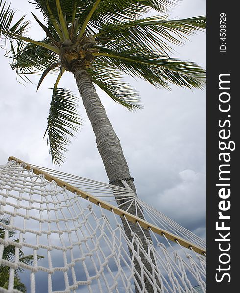 Hammock hanging from a tropical palm tree. Hammock hanging from a tropical palm tree
