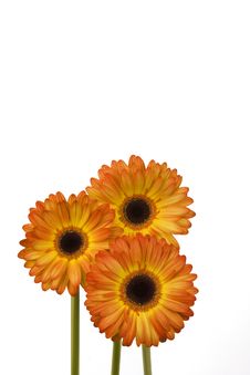 Three Orange Daisies Royalty Free Stock Images Three Orange Daisies Royalty Free Stock Images