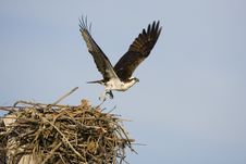 Female Osprey Leaves The Nest Royalty Free Stock Photo Female Osprey Leaves The Nest Royalty Free Stock Photo