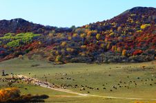 Beautiful Colorful Mountain In Autumn Royalty Free Stock Photography Beautiful Colorful Mountain In Autumn Royalty Free Stock Photography