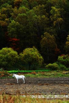 The White Horse Stand Still Foot Of Mountain Royalty Free Stock Images The White Horse Stand Still Foot Of Mountain Royalty Free Stock Images