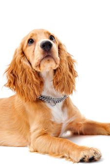 Cocker Spaniel Puppy Royalty Free Stock Images Cocker Spaniel Puppy Royalty Free Stock Images