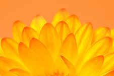 Petals On Fire Stock Photography Petals On Fire Stock Photography