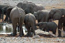 Elephants Stock Photos Elephants Stock Photos