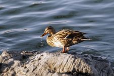 A Lonely Wild Duck. Royalty Free Stock Photos