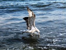 The Seagull On Sea Waves Royalty Free Stock Photo The Seagull On Sea Waves Royalty Free Stock Photo