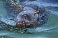 South African (Cape) Fur Seal 2 Royalty Free Stock Photos