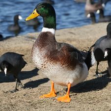 Mallard Duck. Stock Photos