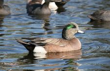 Mallard Duck. Royalty Free Stock Images