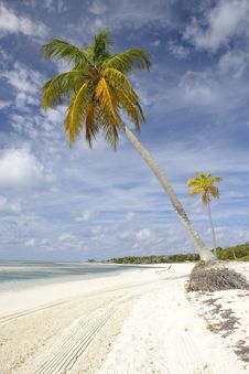 Palm Trees On Tropical Beach Royalty Free Stock Image Palm Trees On Tropical Beach Royalty Free Stock Image