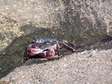Crab Royalty Free Stock Photography