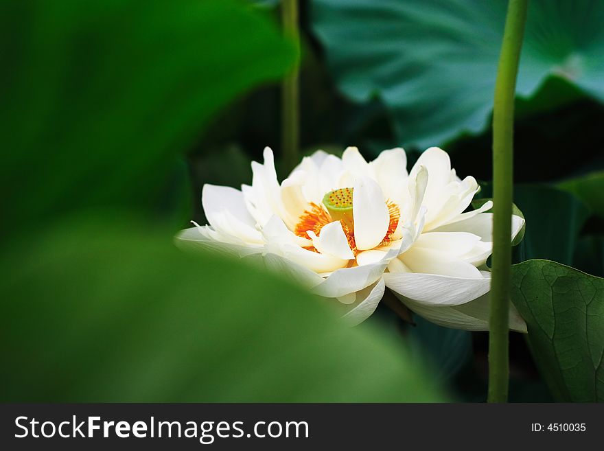The white lotus blooming in the pond