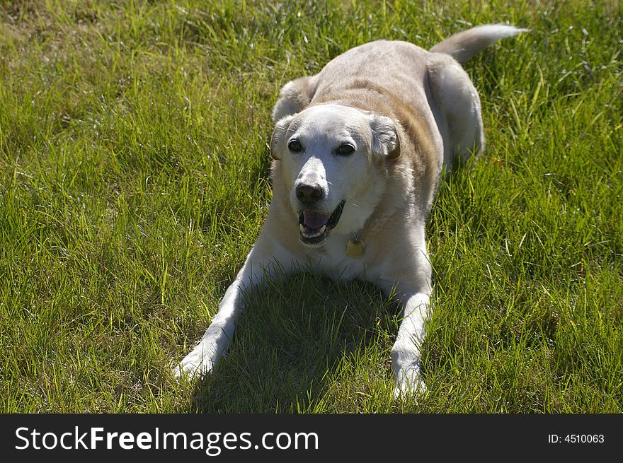 A dog sitting in the grass, waiting to play.