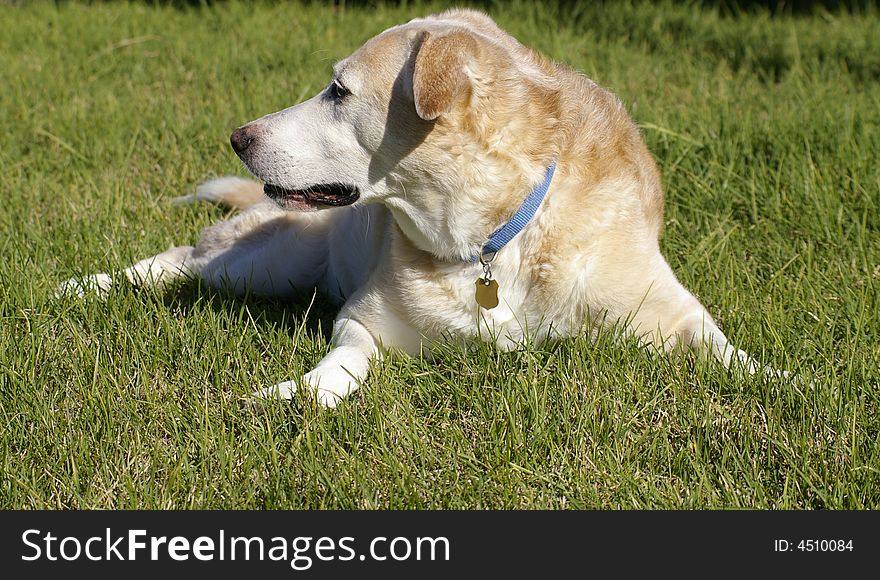 The side profile of a sitting dog. The side profile of a sitting dog.